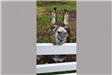 Donkey by Fence