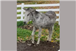 Grey Donkey