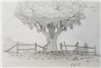 Drawing of a Tree