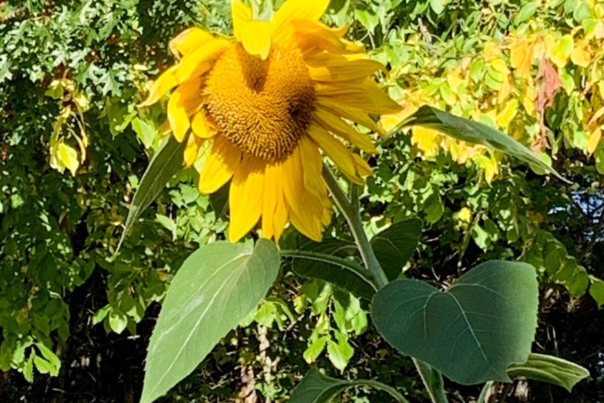 Sunflower