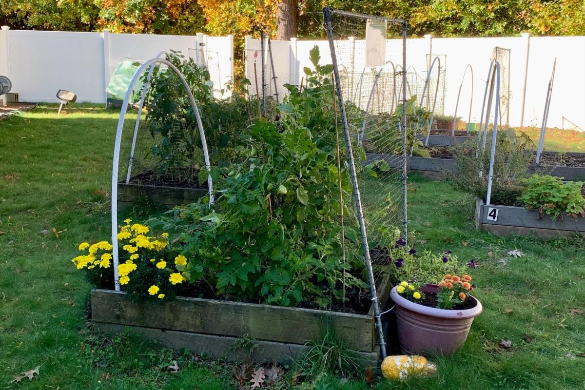 Community Garden at the Council on Aging