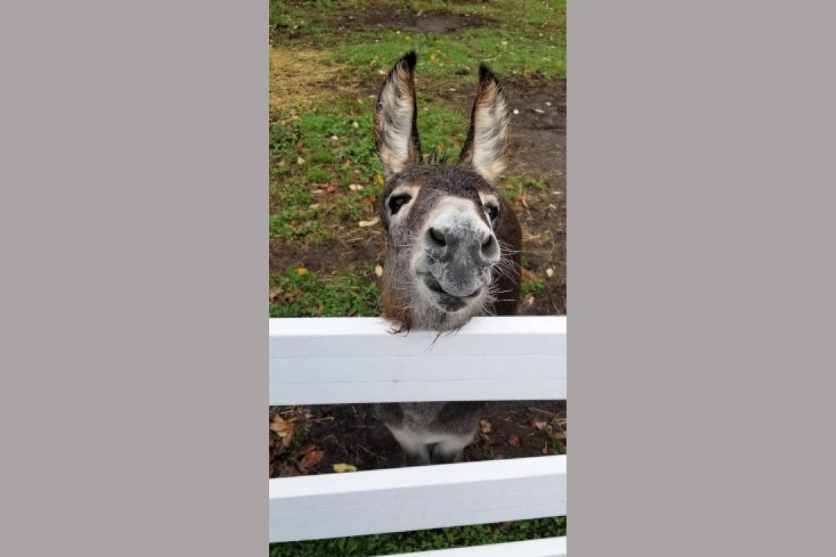 Donkey by Fence
