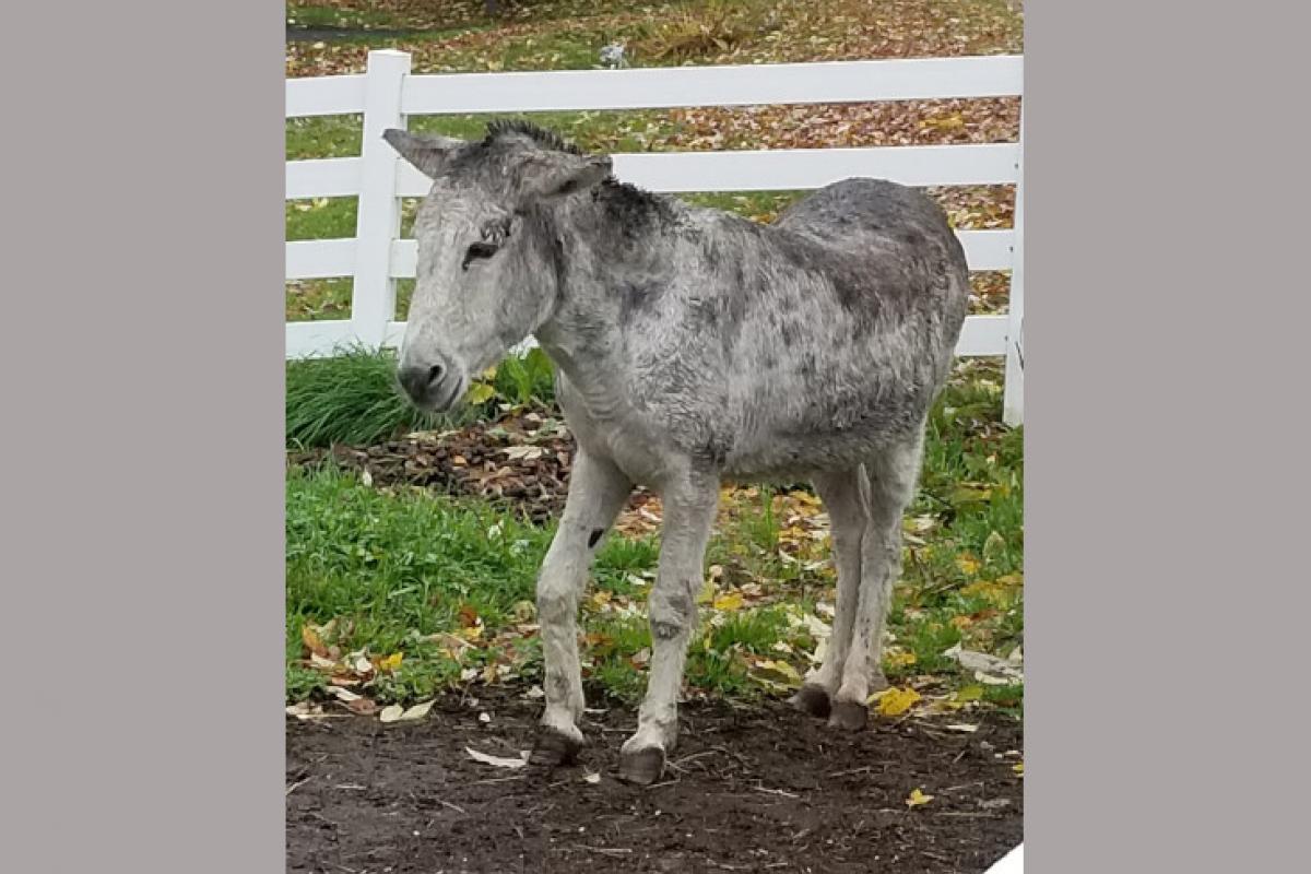Grey Donkey